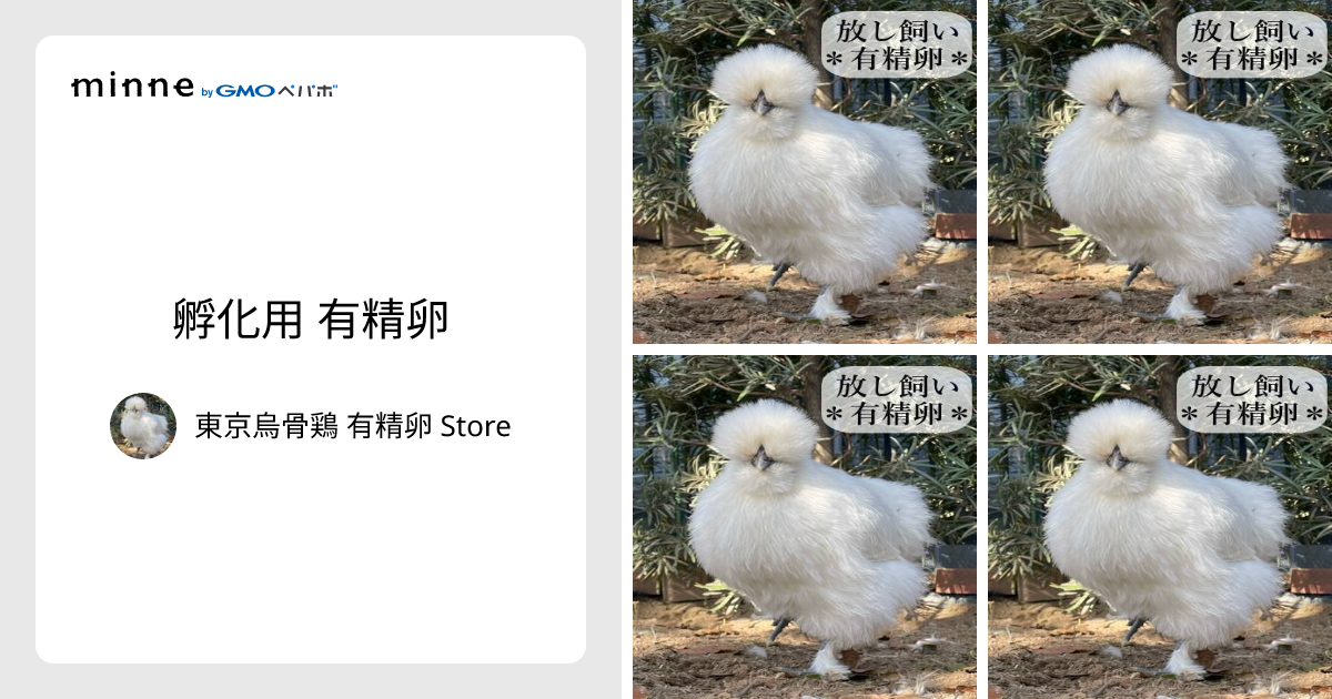 東京烏骨鶏 烏骨鶏 ２５個 有精卵 種卵 放し飼い ふわふわ もこもこ 送料無料 東京烏骨鶏 烏骨鶏 4個 有精卵 種卵 放し飼い 【送料無料